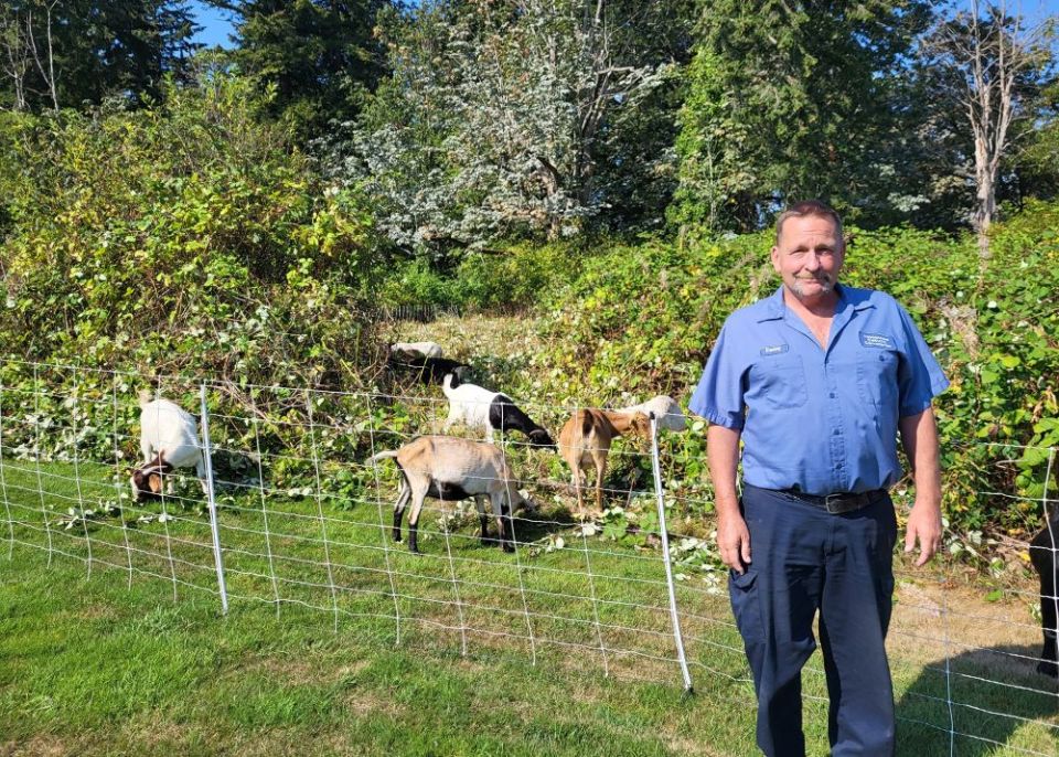 Dan Britton, grounds foreman at Holyrood Cemetery in Shoreline, Wash., is seen with a few of the goats that are busy clearing blackberry vines in an undeveloped area of the 88-acre cemetery. (CNS/Courtesy Holyrood Cemetery via Northwest Catholic )