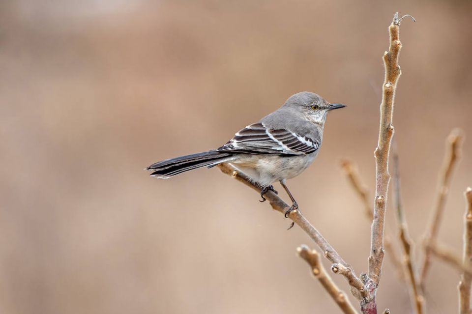 A Northern Mockingbird perches on a branch. (Patrice Bouchard/Unsplash/Creative Commons)