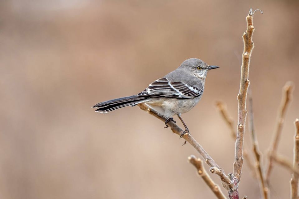 A Northern Mockingbird perches on a branch. (Patrice Bouchard/Unsplash/Creative Commons) A Northern Mockingbird perches on a branch. (Patrice Bouchard/Unsplash/Creative Commons)