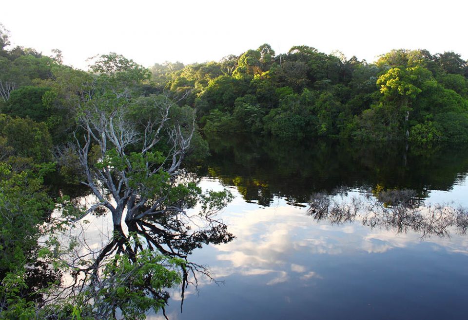 Dawn in Jaú National Park, Amazonas, Brazil (Wikimedia Commons/Artur Warchavchik)