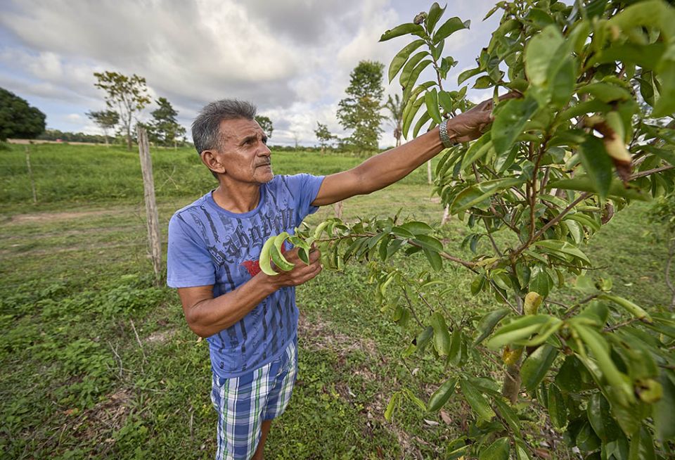 Paulo da Silva Bezerra, 56, checks a tree on his small farm in the village of Alive, outside Santarem, Brazil.