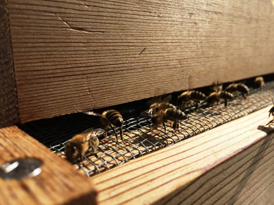 As many of 50,000 honeybees can be found buzzing in each of Gonzaga University's three hives. As many of 50,000 honeybees can be found buzzing in each of Gonzaga University's three hives.