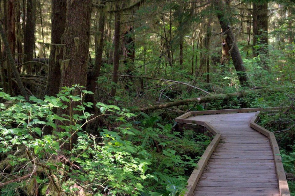 A boardwalk through the Quinault Rainforest. (Wikimedia Commons/KimonBerlin/CC BY-SA 2.0, https://creativecommons.org/licenses/by-sa/2.0)