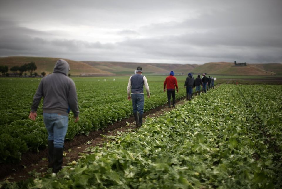 Migrant farmworkers with H-2A visas harvest romaine lettuce in King City, California, April 17, 2017. (CNS/Reuters/Lucy Nicholson) Migrant farmworkers with H-2A visas harvest romaine lettuce in King City, California, April 17, 2017. (CNS/Reuters/Lucy Nicholson)