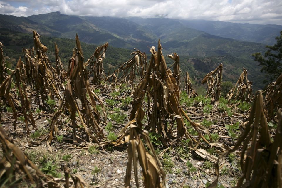 Corn is seen in Baja Verapaz, Guatemala, in 2009. In 2019, after three years of drought in Central America that destroyed crops of corn and beans, Guatemala declared a true state of emergency, according to CRS officials. (CNS/Reuters/Daniel Leclair)