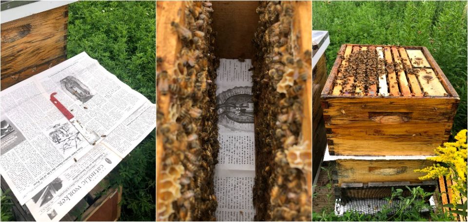 Combining two hives with a Catholic Worker newspaper between them permits an "introductory period" for their distinct odors to mix. (Photos by Steven Salido Fisher)