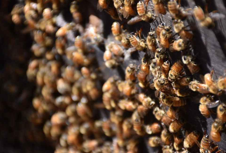 Honeybees cool off outside their hive on a warm day. (Steven Salido Fisher)
