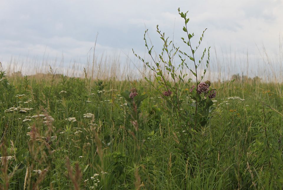 Native prairie grasses grow in the conservation easement established by the Sisters of St. Francis of Dubuque, Iowa. (EarthBeat photo/Brian Roewe)