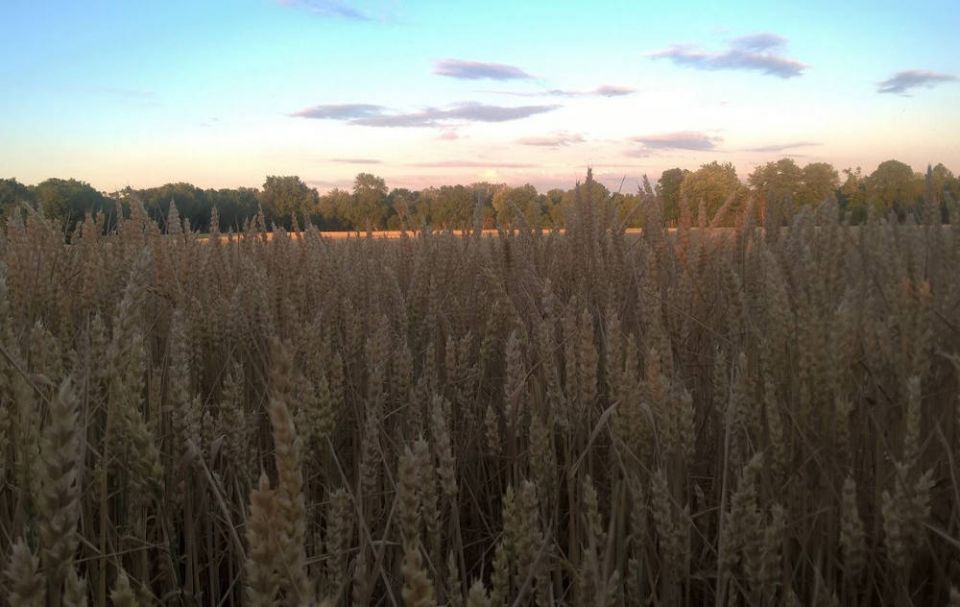 A wheat field near the Abbey of the Genesee in Pifford, New York. (Brenna Davis)