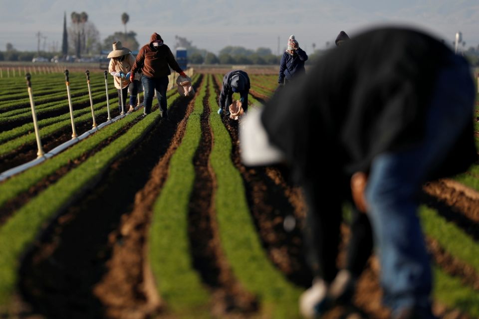 Agricultural workers in Arvin, California, clean carrot crops April 3 during the coronavirus pandemic. (CNS/Reuters/Shannon Stapleton)