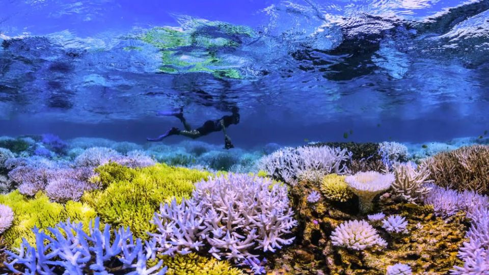 A scene from the 2017 documentary "Chasing Coral." (Netflix)