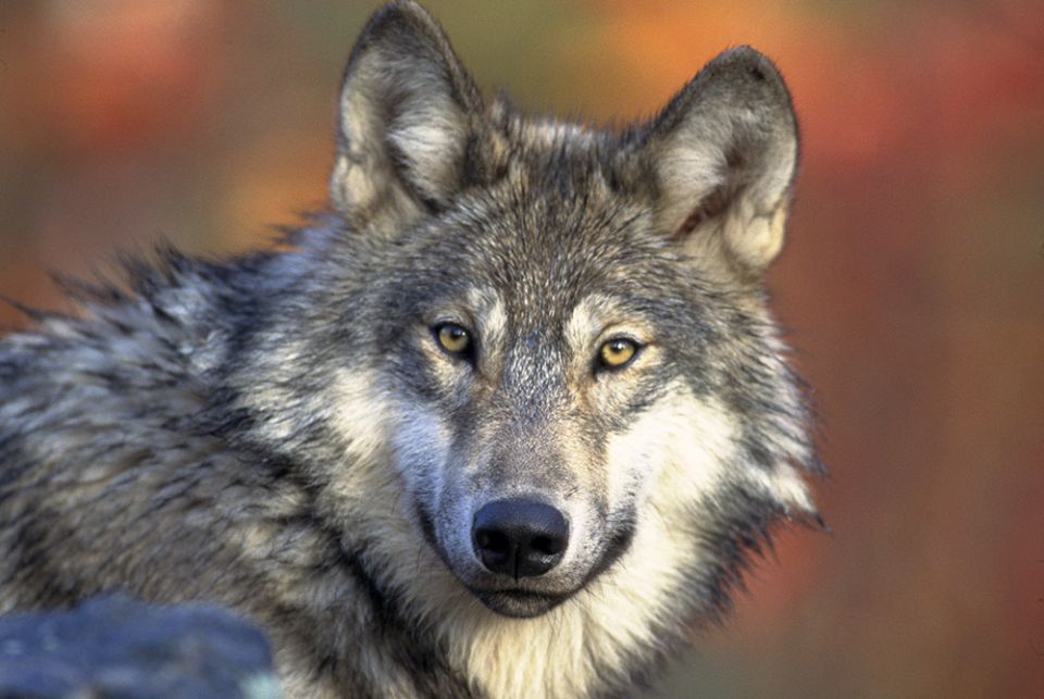 A gray wolf is pictured at rest. The Anishinaabe word for wolf means "one who shows the way." (Gary Kramer/United States Fish and Wildlife Service) A gray wolf is pictured at rest. The Anishinaabe word for wolf means "one who shows the way." (Gary Kramer/United States Fish and Wildlife Service)