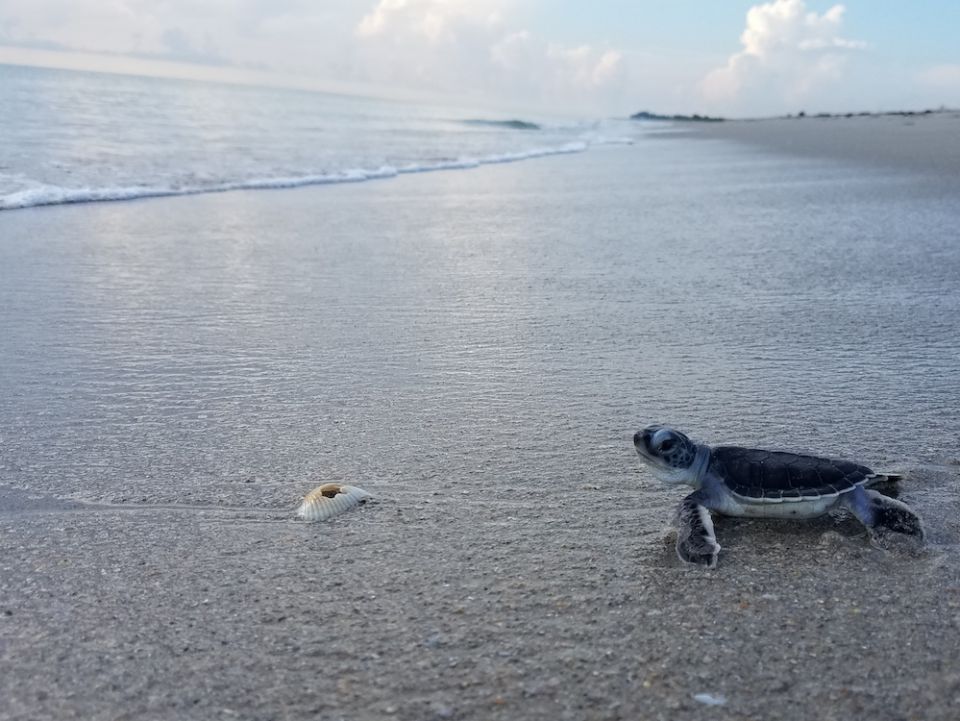 A green sea turtle hatchling, "Chelonia mydas," Aug. 30, 2020 (Ecological Associates Inc.)