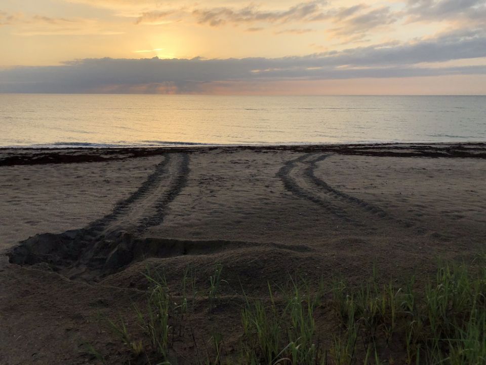 Turtle tracks lead back to the water from a pair of green sea turtle, "Chelonia mydas," nests, July 9, 2020. (Ecological Associates Inc.) 