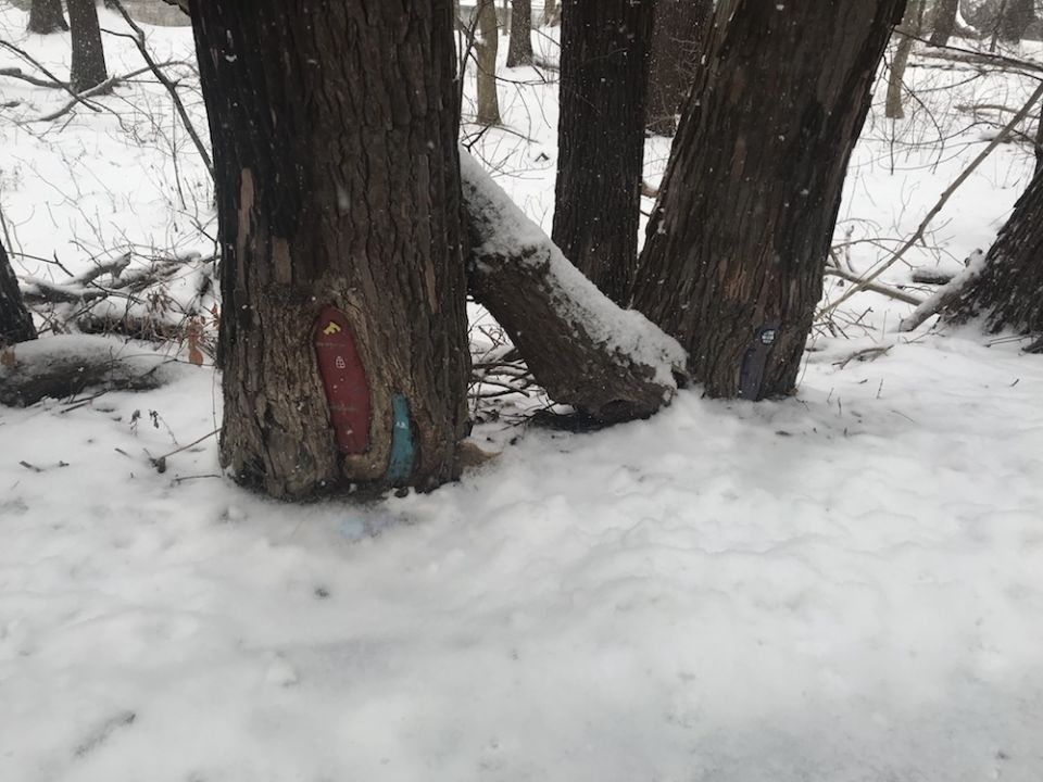 Trees in a snowy woods, with tiny doors painted near their roots. (Photo by Brenna Davis)