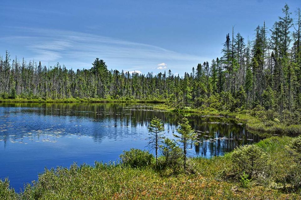 Boreal forest is seen in Quebec, Canada (Wikimedia Commons/Kerbla Edzerdla)
