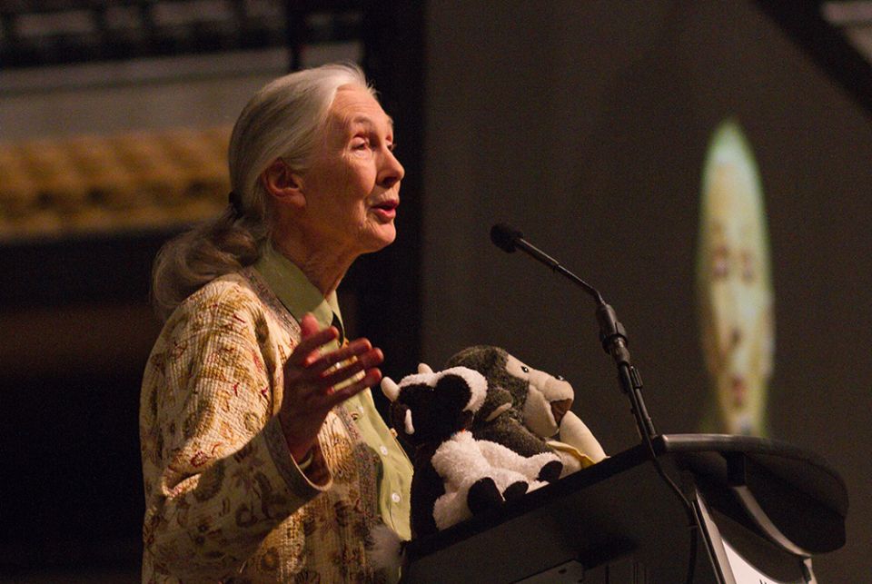Jane Goodall speaks at Mizzou Arena Sept. 17, 2014, in Columbia, Missouri. (Wikimedia Commons/Mark Schierbecker, CC by SA 4.0) Jane Goodall speaks at Mizzou Arena Sept. 17, 2014, in Columbia, Missouri. (Wikimedia Commons/Mark Schierbecker, CC by SA 4.0)