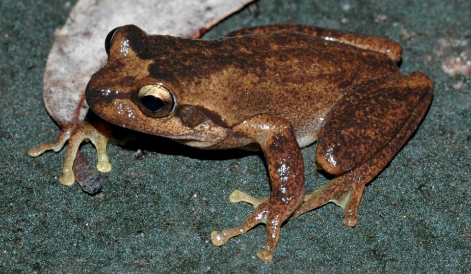 A Littlejohn's tree frog, one of the species severely affected by bushfires in Australia (Wikimedia Commons/Froggydarb)
