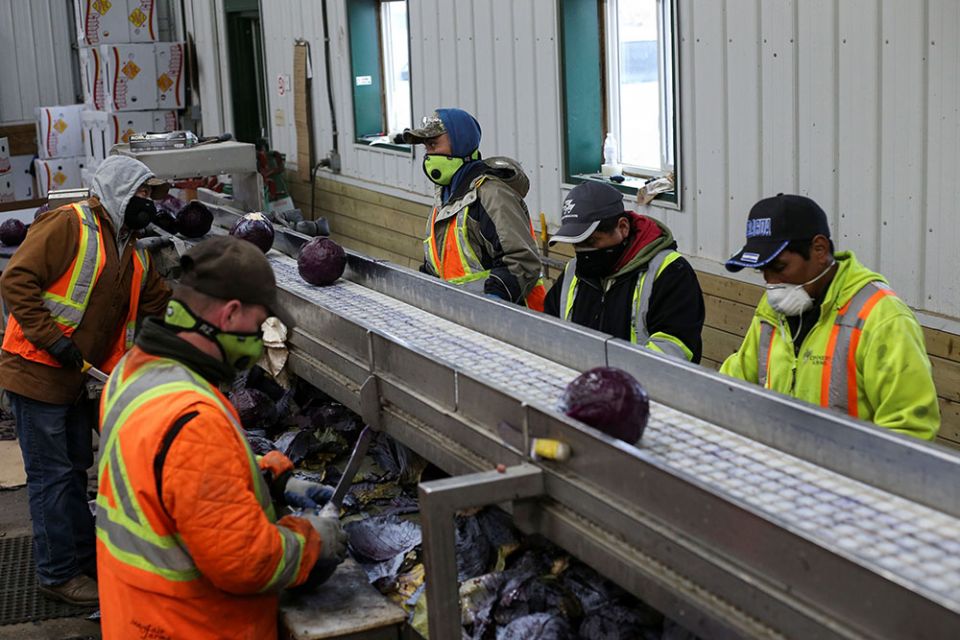 Migrant workers wearing masks trim red cabbage at a Canadian farm in April 2020, during the COVID-19 pandemic. Workers on farms, in packing plants and in the food service industry have been at high risk during the pandemic. (CNS/Reuters/Shannon VanRaes)