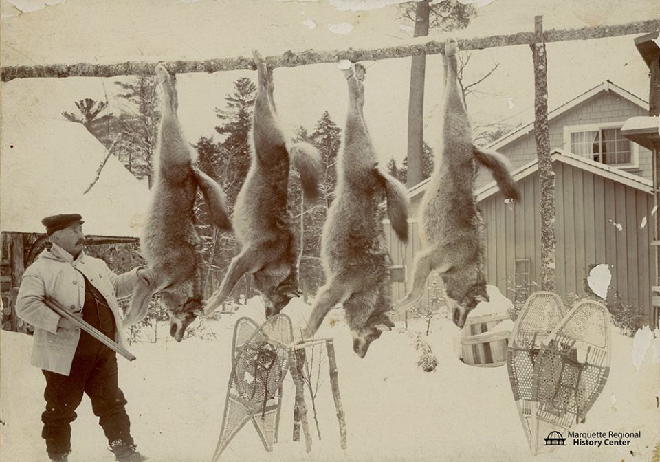 A hunting lodge scene circa 1920s, featuring a rack of wolves that have been shot (Courtesy of Marquette Regional History Center) A hunting lodge scene circa 1920s, featuring a rack of wolves that have been shot (Courtesy of Marquette Regional History Center)