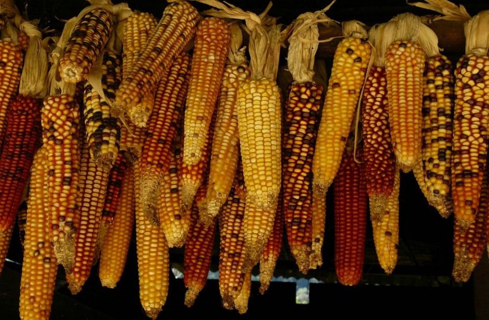 corn corn