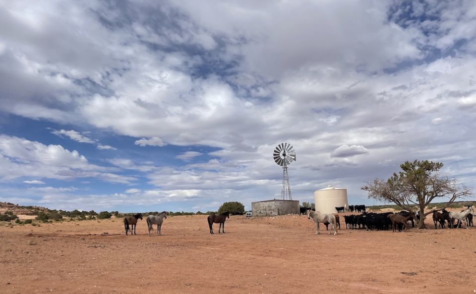 Photo of horses standing in a dry landscape, with a water tank and windmill in the background. (Teresa Tsosie)