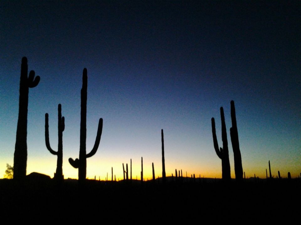 Saguaros at sunset in the Organ Pipe Cactus National Monument (Wikimedia CommonsAtlas.Spheres) Saguaros at sunset in the Organ Pipe Cactus National Monument (Wikimedia CommonsAtlas.Spheres)