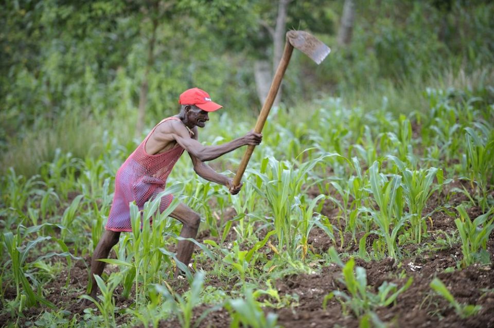 A farmer hoes his field of corn in Haiti, a country caught in the "ecological poverty trap." (CNS photo/Paul Jeffrey)