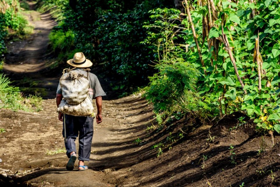 A farmworker walks through a coffee plantation in October 2017 in San Miguel Duenas, near Antigua, Guatemala. (Dreamstime/Lucy Brown)