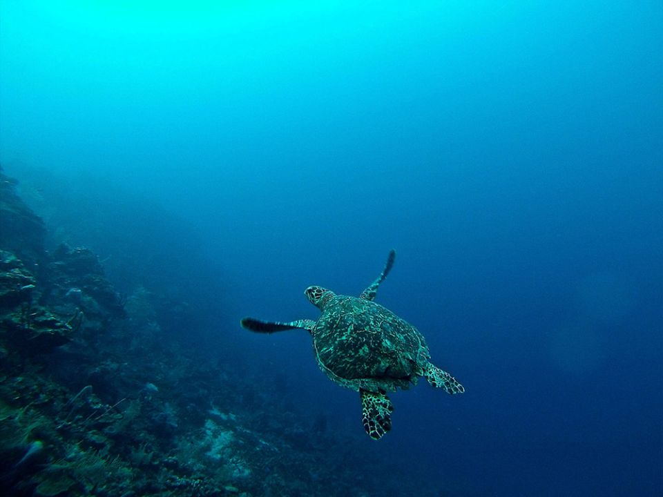 Sea turtle (Unsplash/Erin Simmons)