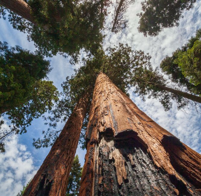 Photo of sequoia tree with burn scar (Shutterstock/Kevin Case)