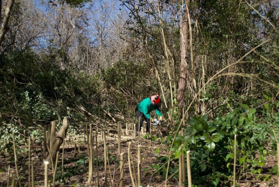 Volunteers help cut down invasive tree species in the Headwaters Sanctuary in San Antonio to restore it to its natural state that will benefit the local wildlife. (Alexandra Applegate)