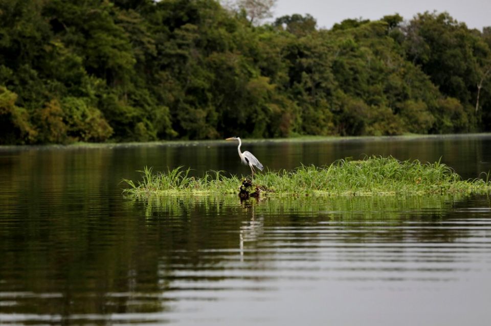 A heron is seen in the Amazon's Mamiraua Sustainable Development Reserve in 2018 in Uarini, Brazil. (CNS/Reuters/Bruno Kelly)