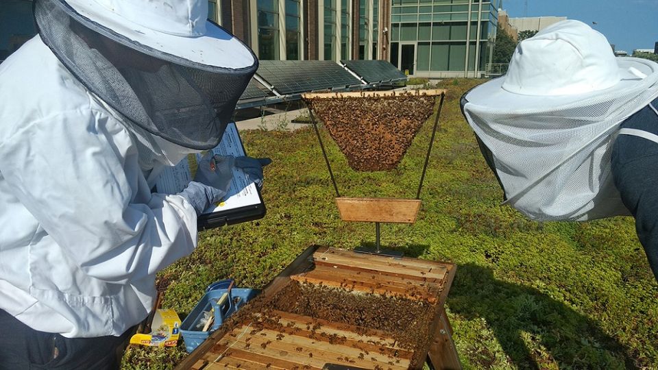 Libby Maddox, a senior at Marquette University and Bee the Change coordinator, inspects a honeybee hive located atop the green roof of Engineering Hall in August. 