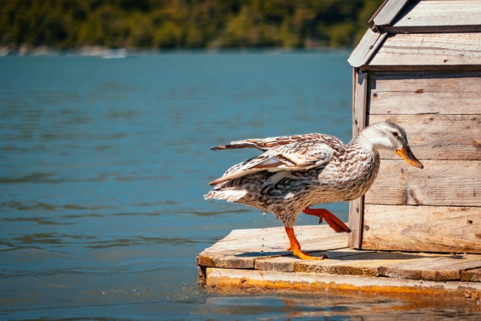 Evidence of divine sense of humor: a walking duck (Unsplash/Mack Fox (MusicFox)) Evidence of divine sense of humor: a walking duck (Unsplash/Mack Fox (MusicFox))