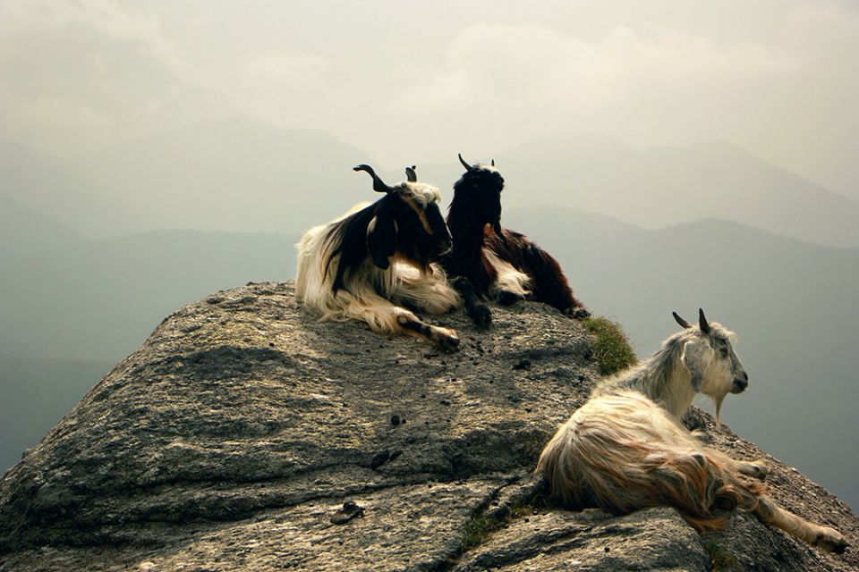 Mountain goats (Unsplash/Manish Sharma)