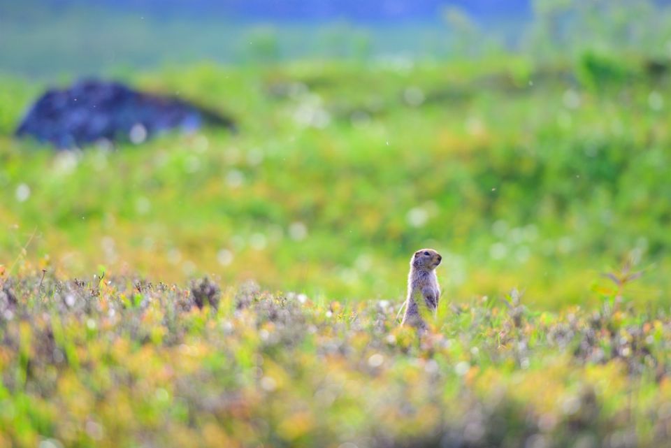 A prairie dog stands near a hill outside of Independence Mine State Historical Park near Palmer, Alaska, June 26. (CNS/The Compass/Sam Lucero)