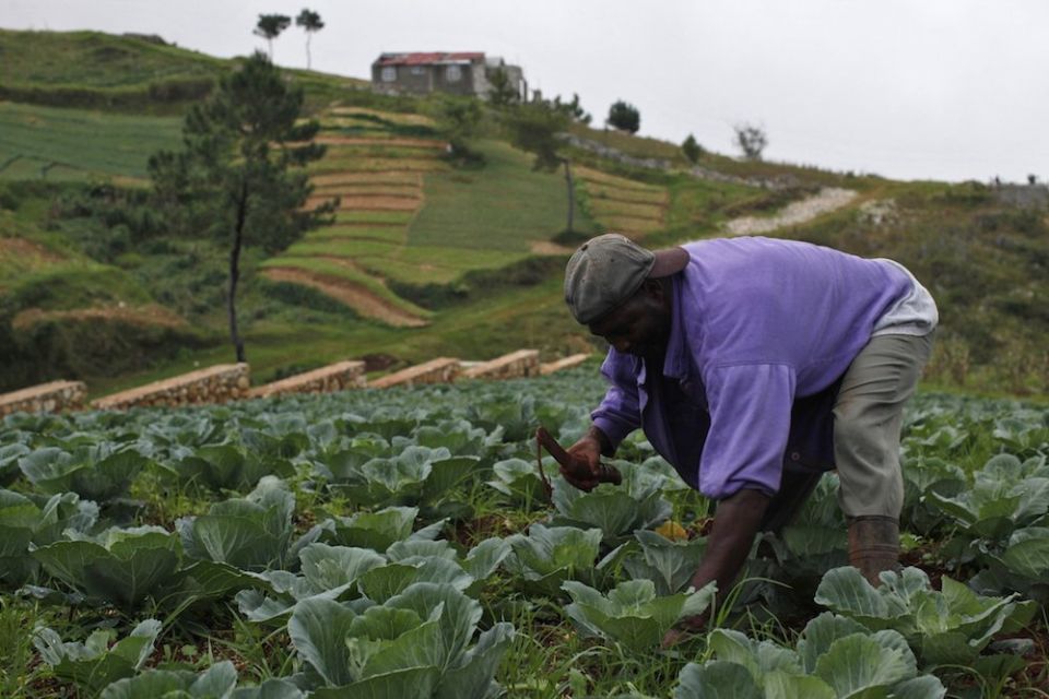 A farmer tends to his crops near Port-au-Prince, Haiti. To ensure adequate food for all the world's people, governments must involve small farmers, Pope Francis said in a message read July 26 to a United Nations meeting on food security. (CNS photo/Eduard