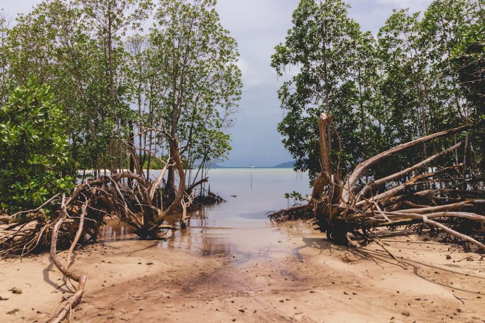 Pope urges restoration of critical ecosystems, including mangroves like these, which have been damaged or destroyed by human action. (Dan Maisey/Unsplash)