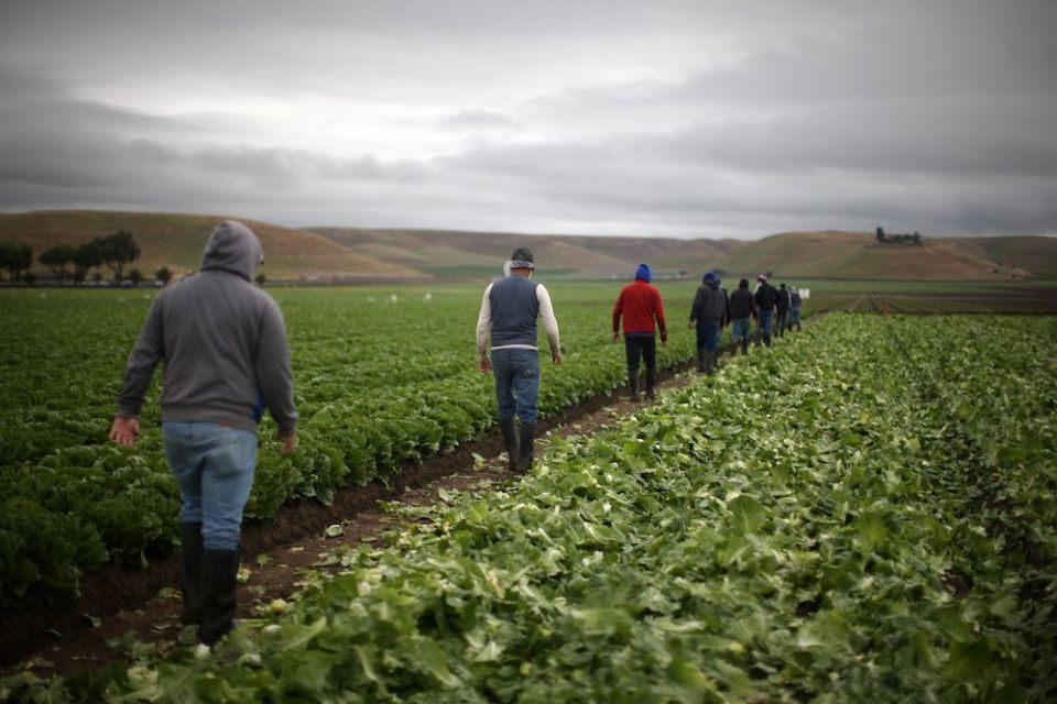 Farmworkers walk through a lettuce field in California. Farmers in parts of the southwestern U.S. are being asked to refrain from planting, while others are drawing on groundwater for irrigation. (CNS photo/Lucy Nicholson, Reuters)