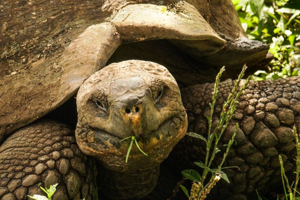 A giant tortoise on Santa Cruz Island in The Galápagos (NCR photo/Bill Mitchell)
