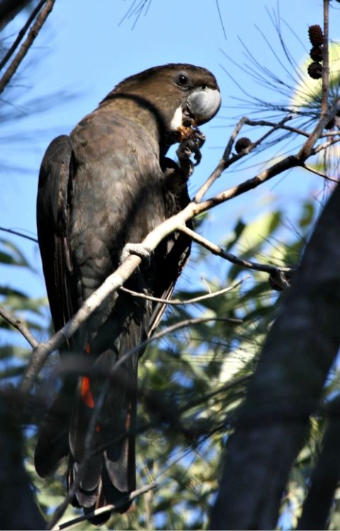 A glossy black cockatoo, one of the species affected by bushfires in Australia, is seen in South East Queensland in 2008. (Wikimedia Commons/Aviceda)
