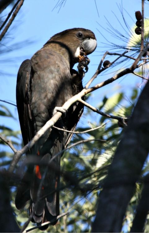 A glossy black cockatoo, one of the species affected by bushfires in Australia, is seen in South East Queensland in 2008. (Wikimedia Commons/Aviceda) A glossy black cockatoo, one of the species affected by bushfires in Australia, is seen in South East Queensland in 2008. (Wikimedia Commons/Aviceda)