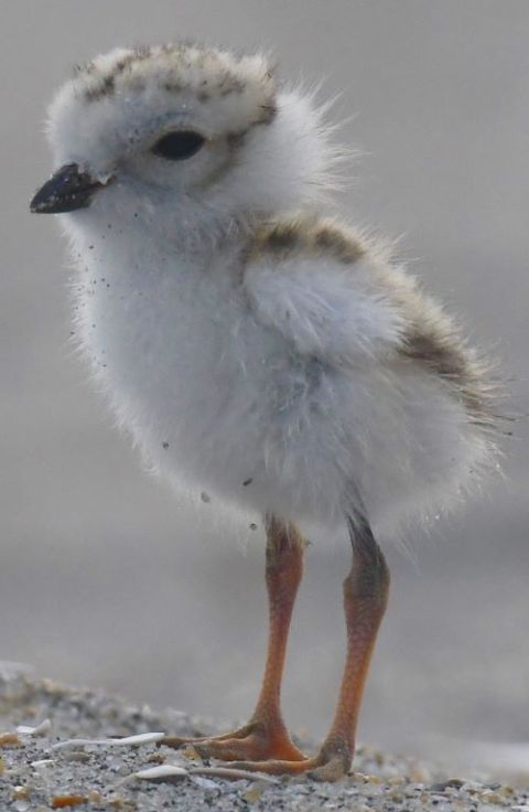 Piping plovers are designated as threatened along the U.S. coasts and endangered in the Great Lakes. (Courtesy of NYC Plover Project)