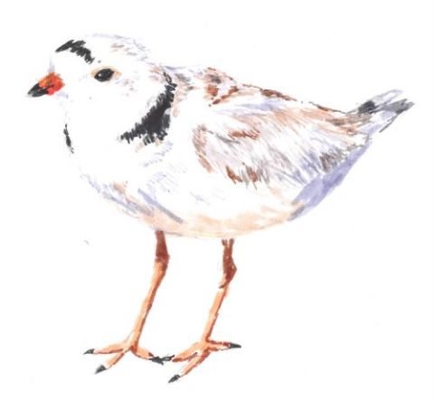 Illustration of a piping plover by NYC Plover Project volunteer Mercedes Gallese (Mercedes Gallese)