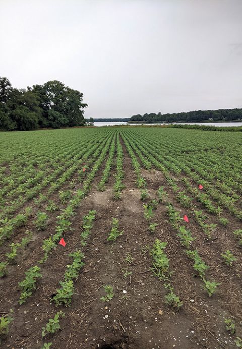 Flags mark areas in a field during an archeological dig in St. Inigoes, Maryland, July 7. (RNS/Ken Homan, SJ) Flags mark areas in a field during an archeological dig in St. Inigoes, Maryland, July 7. (RNS/Ken Homan, SJ)