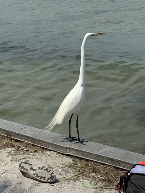A heron by the water with a discarded sneaker
