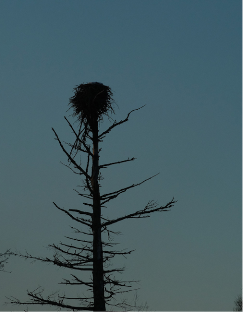 An eagle nest near the Enbridge Line 3 construction site in northern Minnesota (Photo by Mary Annette Pember, Indian Country Today)