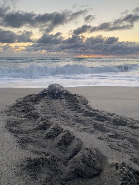 A leatherback sea turtle, "Dermochelys coriacea," returns to the water after nesting, May 7, 2014 (Ecological Associates Inc.) A leatherback sea turtle, "Dermochelys coriacea," returns to the water after nesting, May 7, 2014 (Ecological Associates Inc.)
