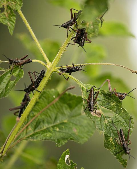 Locusts feed on a plant near the village of Riandira in Kirinyaga County, Kenya, Jan. 14. (CNS/Reuters/Baz Ratner)